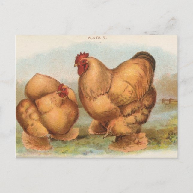 Vintage Postkarte "Buff Cochin Chickens" (Vorderseite)
