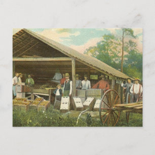 Vintage Postkarte Florida, "Packorangen"