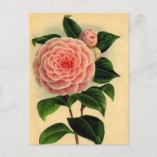 Vintage Postkarte Kamelien - Hübsch rosa