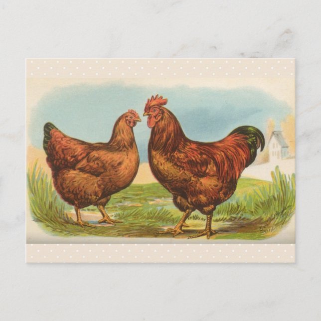 Vintage Postkarte "Rhode Island Red Chicken" (Vorderseite)