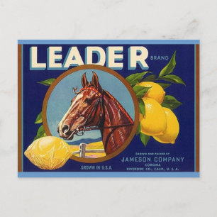 Vintage Postkarten mit Vollblutpferdeführer Lemons