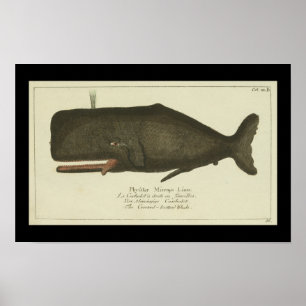 Vintage-Pottwal-Druck Poster