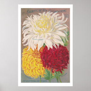 Vintage Prächtige Chrysanthemen Poster