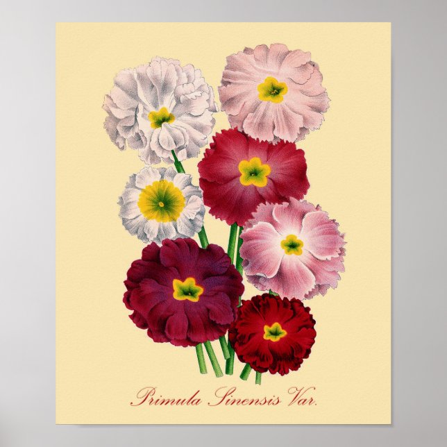 Vintage Primrose Poster (Vorne)