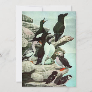 Vintage Puffins und Wasservögel von Louis Fuertes