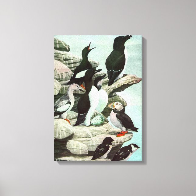 Vintage Puffins und Wasservögel von Louis Futes Leinwanddruck (Vorderseite)