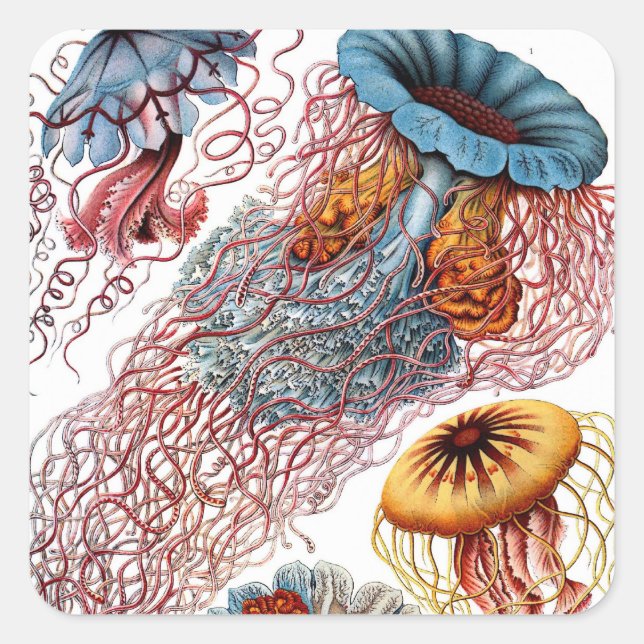 Vintage Qualle von Ernst Haeckel, Discomedusae Quadratischer Aufkleber (Vorderseite)