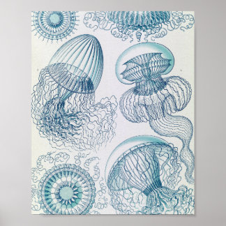 Vintage-Qualle Wissenschaftliche Illustrationspost Poster