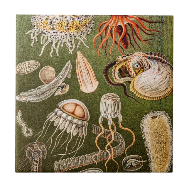 Vintage Quallen-Antiken-Qualle-Illustration Fliese (Vorderseite)