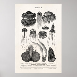 Vintage Quallen Spezies Retro Meer Quallen Fische Poster
