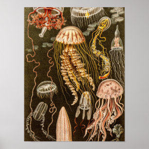 Vintage Quallenfisch-Jelly-Fisch-Illustration Poster