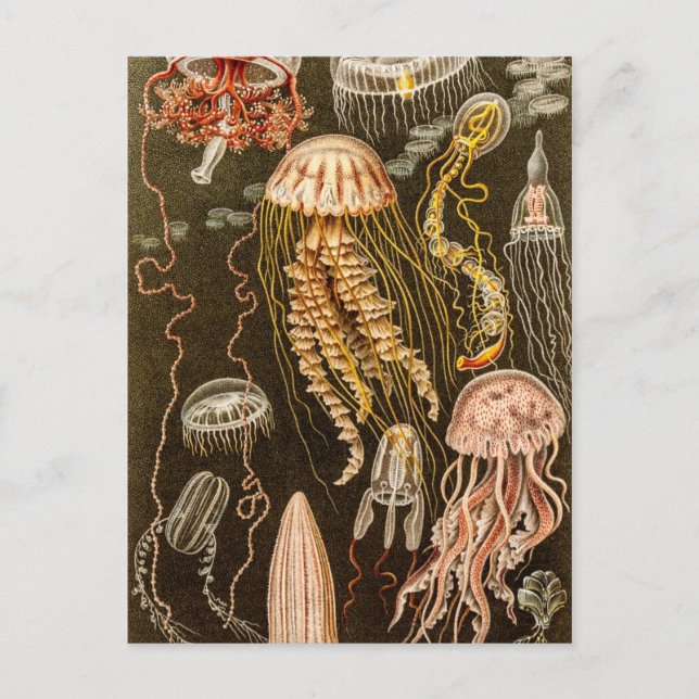 Vintage Quallenfisch-Jelly-Fisch-Illustration Postkarte (Vorderseite)