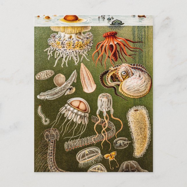 Vintage Quallenfisch-Jelly-Fisch-Illustration Postkarte (Vorderseite)