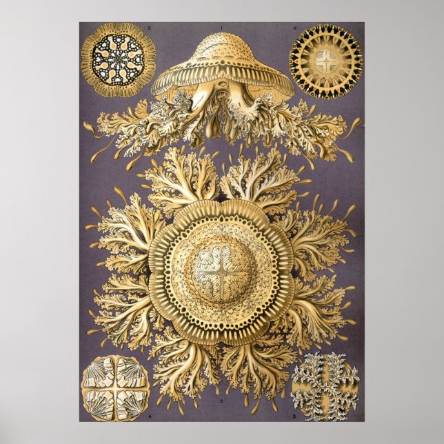 Vintage Quallenillustration Poster (Vorne)