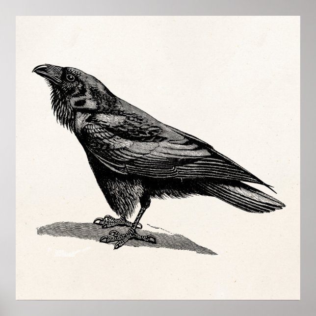 Vintage Raven Crow Blackbird-Vogelanzeige Poster (Vorne)