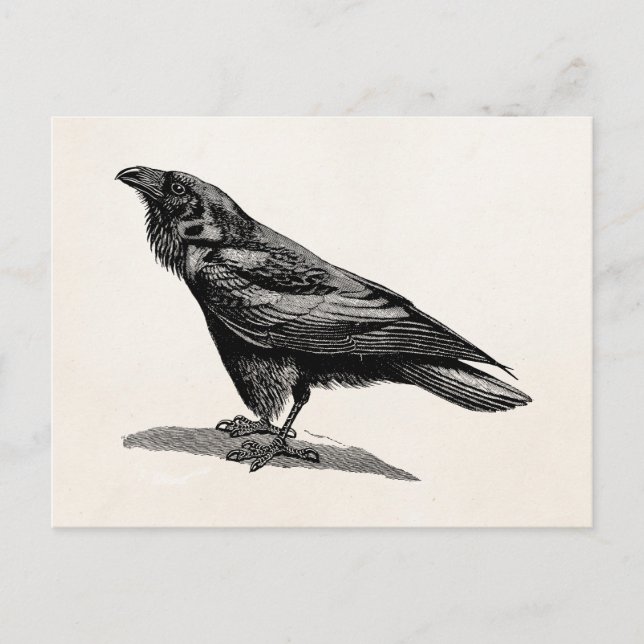Vintage Raven Crow Blackbird-Vogelanzeige Postkarte (Vorderseite)