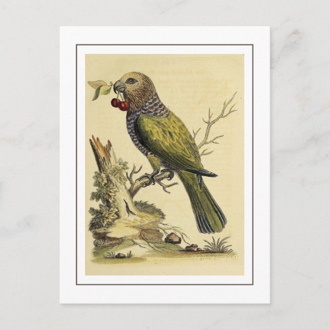 Vintage Red Fan Parrot Bird Illustration Postkarte (Vorderseite)