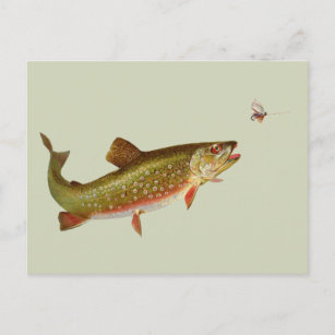 Vintage Regenbogenforelle Fischen Postkarte