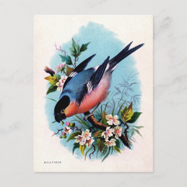 Vintage Retro Bird sur carte postale (Devant)