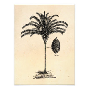 Vintage Retro brasilianische Fotodruck