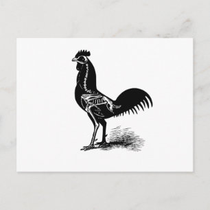 Vintage Retro-Hühneranatomie-Skizze Postkarte