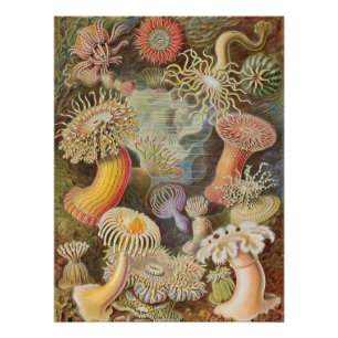 Vintage-Retro Zauberpilze Poster