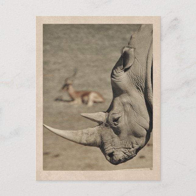 Vintage Rhino Postkarte (Vorderseite)
