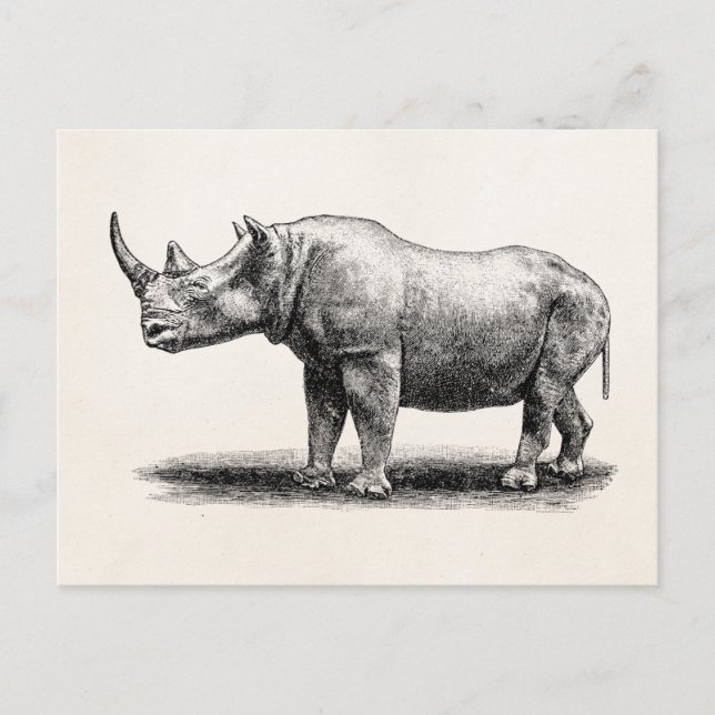Vintage Rhinoceros Illustration Rhino Rhinos Postkarte (Vorderseite)