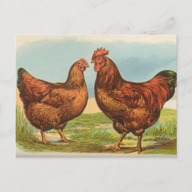 Vintage Rhode Island Red Chicken Postkarte (Vorderseite)