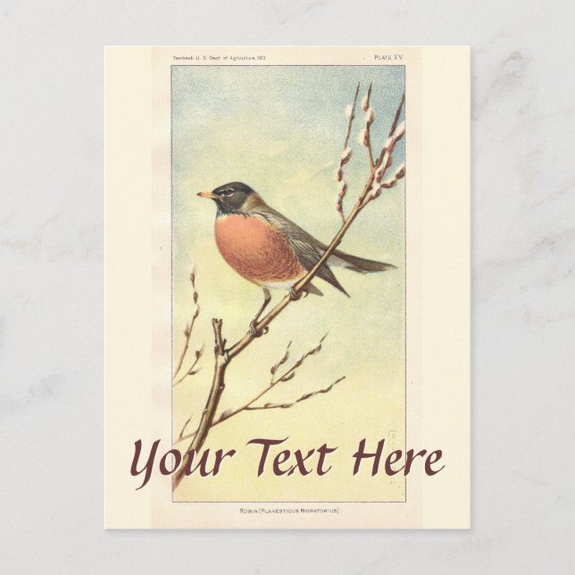 Vintage Robin Postcard Postkarte (Vorderseite)