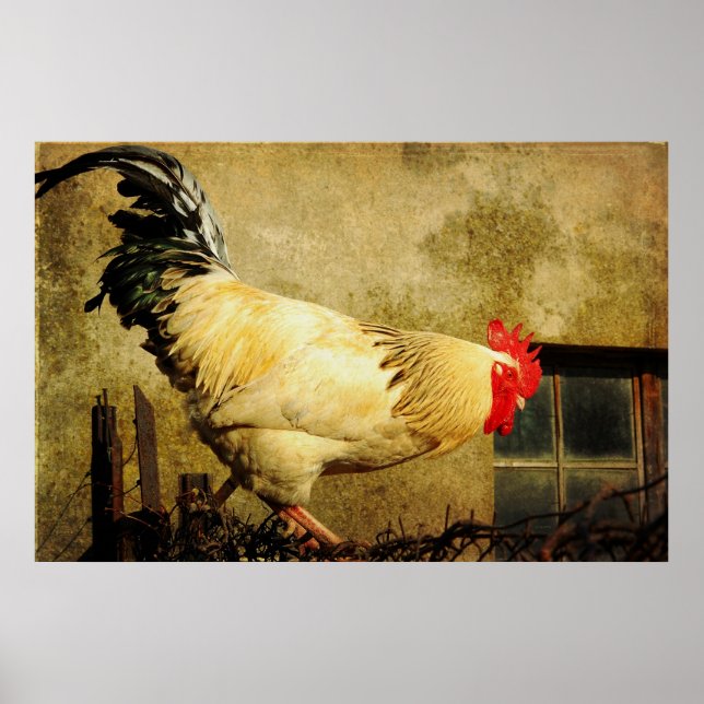 Vintage Rooster Poster (Vorne)