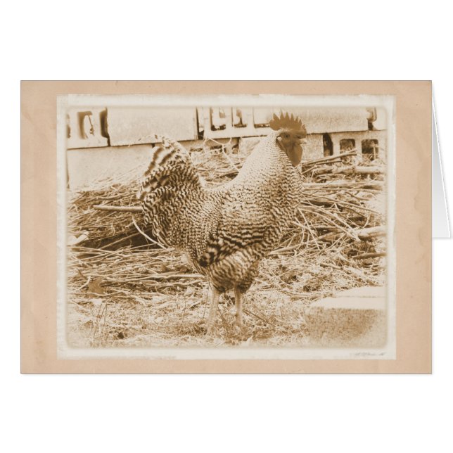 Vintage Roosterfotografie (Vorderseite (Horizontal))