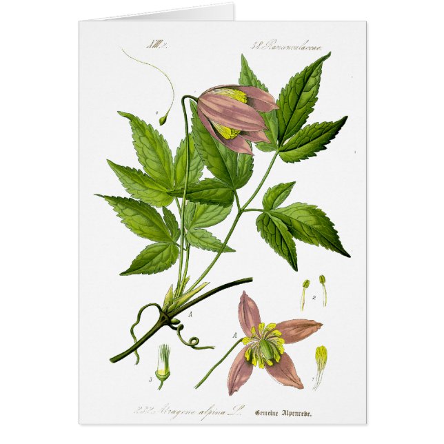 Vintage rosa Blume (Vorne)