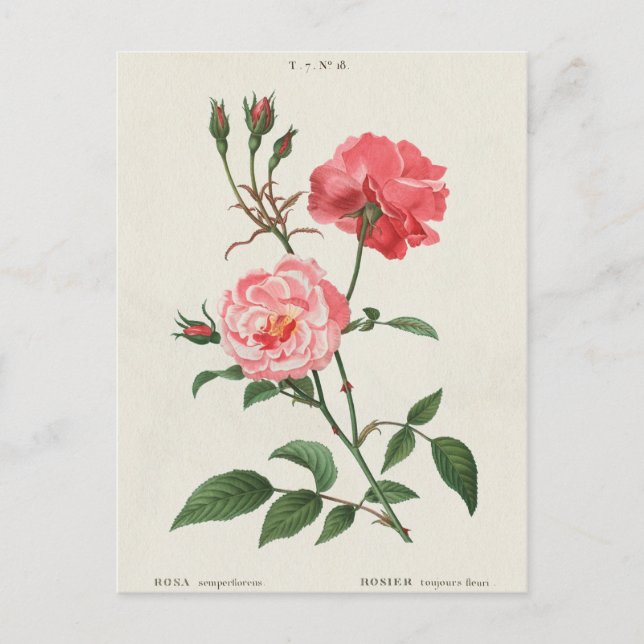 Vintage Rosa-Blume Postkarte (Vorderseite)