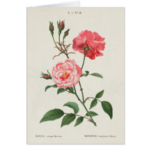Vintage Rosa-Blumen