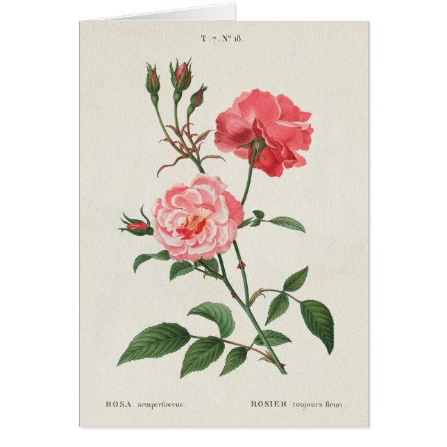 Vintage Rosa-Blumen (Vorne)