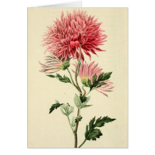 Vintage rosa Chrysantheme-Blume