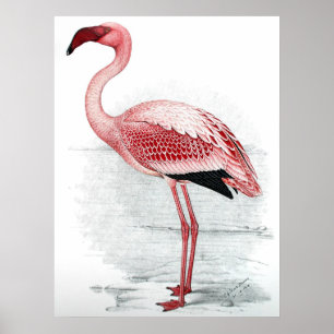 Vintage rosa Flamingo-Malerei Poster