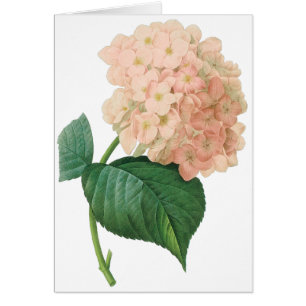Vintage-Rosa-Hortensie-Blüte von Redoute