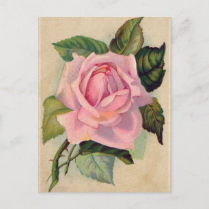 Vintage Rosa Postkarte