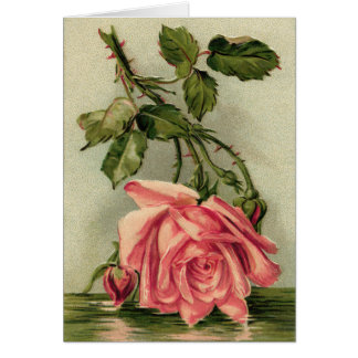 Vintage rosa Rosen