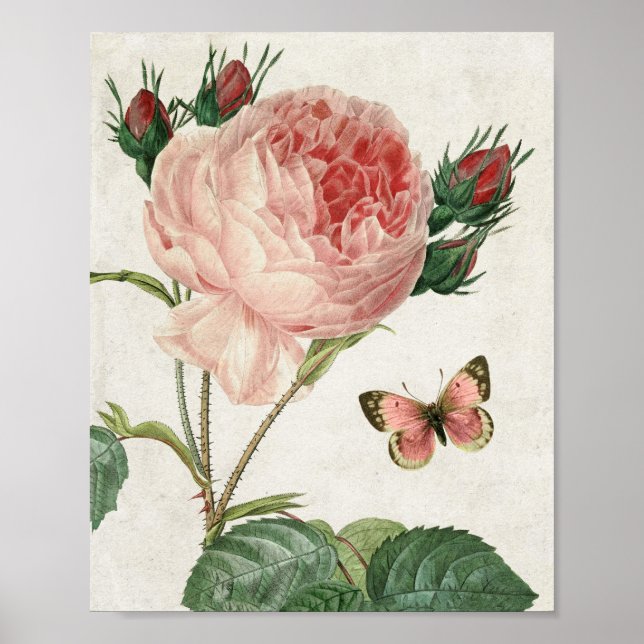 Vintage Rosa und Schmetterling Poster (Vorne)