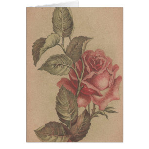 Vintage Rose