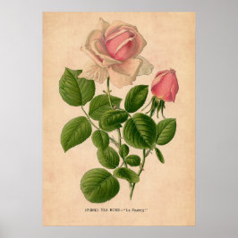 Vintage Rose Druckplakat Poster