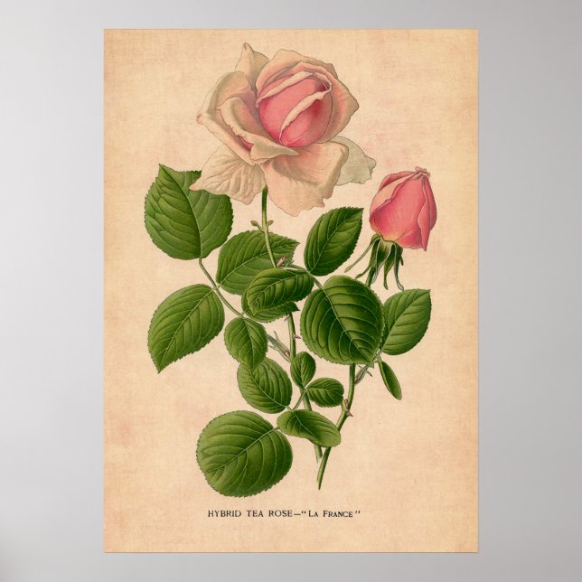Vintage Rose Druckplakat Poster (Vorne)