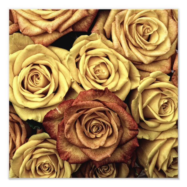 Vintage Rose Fotodruck (Vorne)