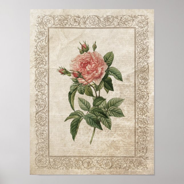 Vintage Rose I Botanisch Poster (Vorne)