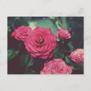 VINTAGE ROSE I POSTKARTE