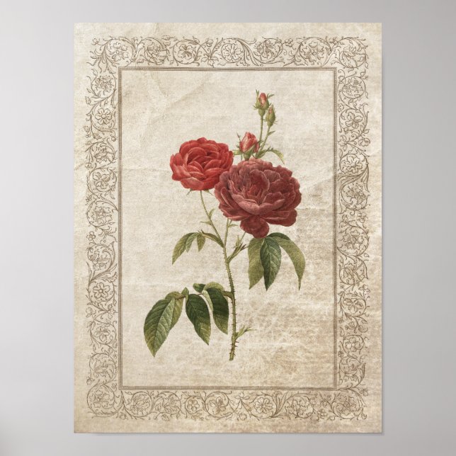 Vintage Rose II Botanisch Poster (Vorne)