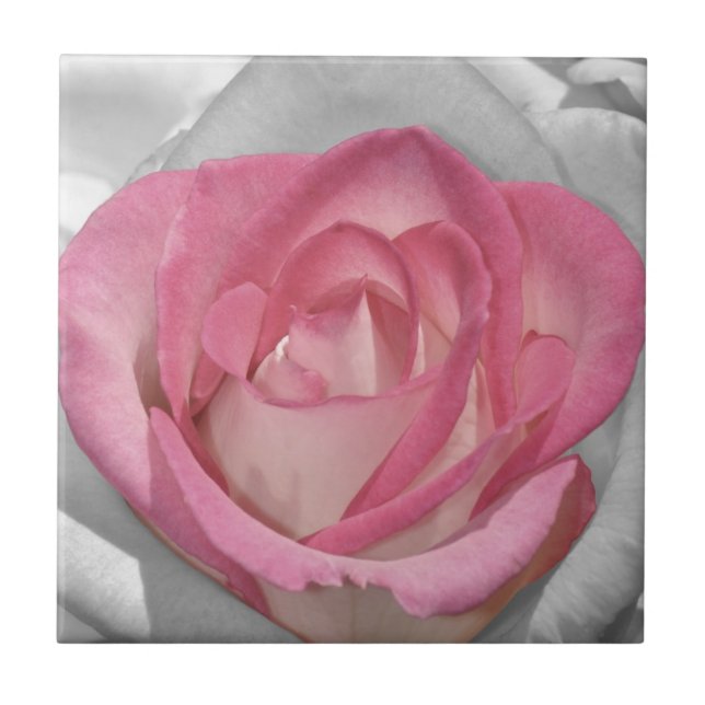 Vintage Rose in Rosa Fliese (Vorderseite)
